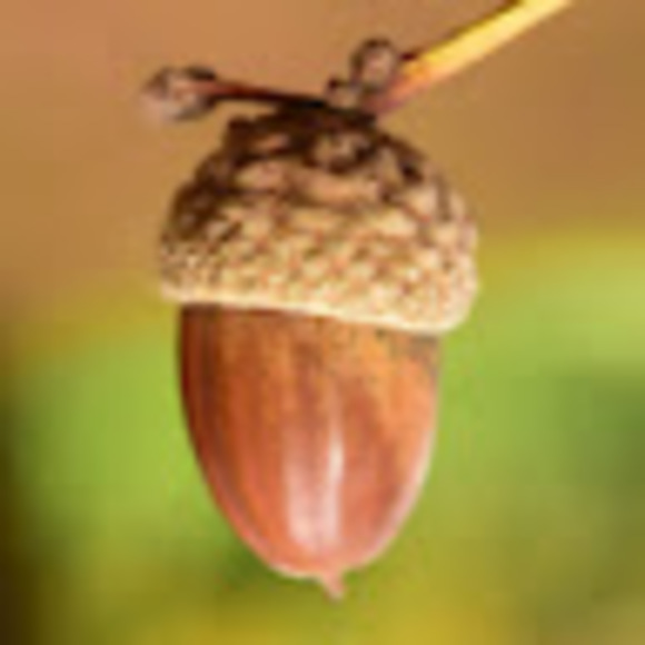 angelsblessus